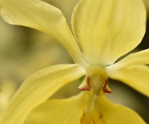 Des orchidées comme des œuvres d’art !
