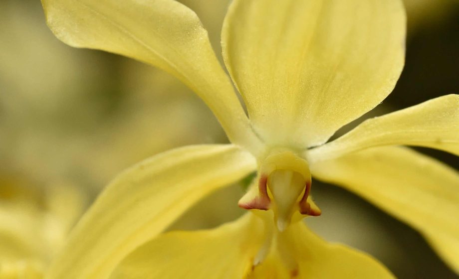 Des orchidées comme des œuvres d’art !