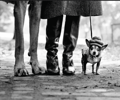 Elliott Erwitt joue les prolongations