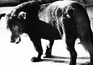 Daido Moriyama: La brûlure du réel