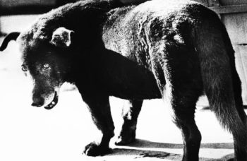 Daido Moriyama: La brûlure du réel