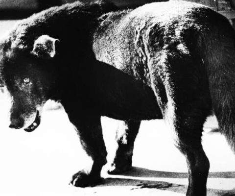 Daido Moriyama: La brûlure du réel