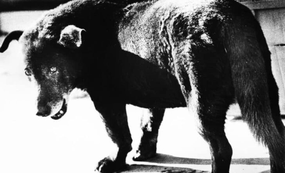 Daido Moriyama: La brûlure du réel